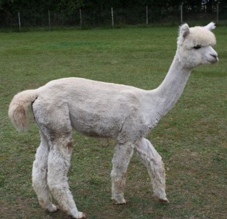 Dee Dee's 2009 cria